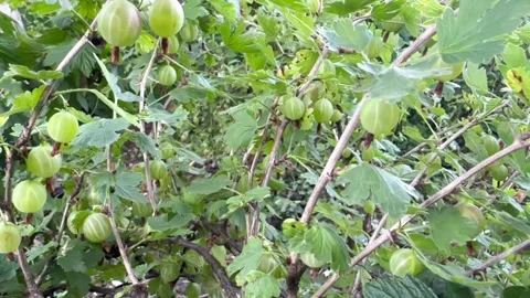 Gooseberry in the garden Stock Footage 246393218