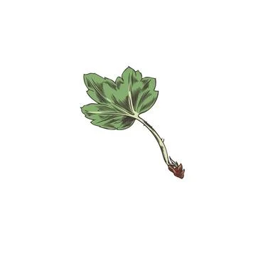 Gooseberry. Green small leaf. Stock Illustration
