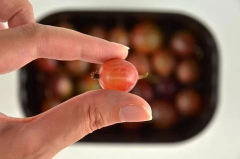 Gooseberry in a hand on a background of plastic container with gooseberries Stock Photos