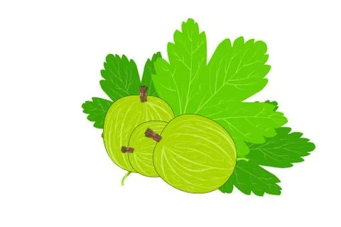 Gooseberry isolated on a white background. Stock Illustration