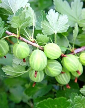 Gooseberry with leaf on green background Stock Photos