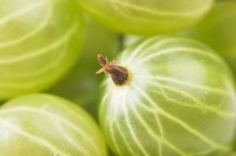 Gooseberry Stock-Fotos