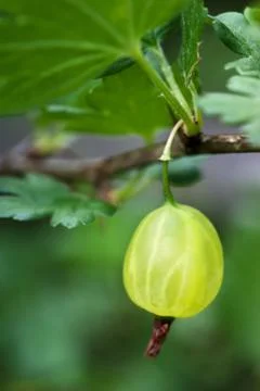 Gooseberry Foto stock
