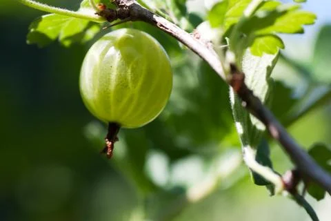 Gooseberry Stock Photos