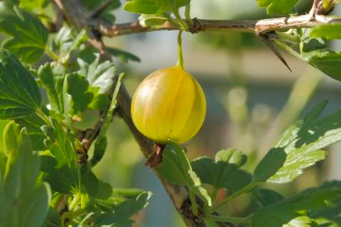 Gooseberry Foto stock