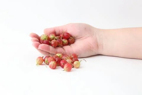 Gooseberry 스톡 사진