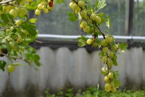 Gooseberry Stock Photos