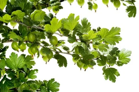 Gooseberry Stock Photos