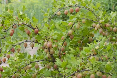 Gooseberry Foto stock