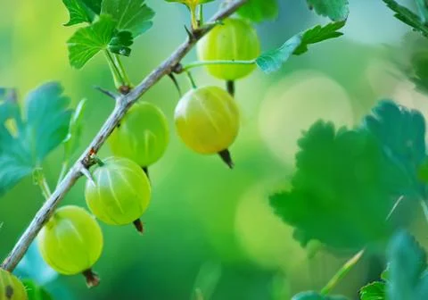 Gooseberry Stock Photos