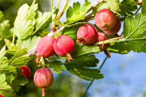 Gooseberry Stock Photos