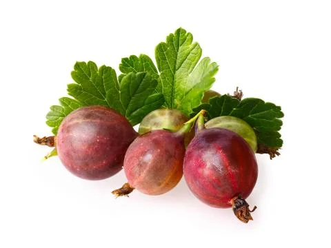 Gooseberry Stock Photos