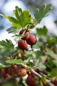 Gooseberry. Stock Photos