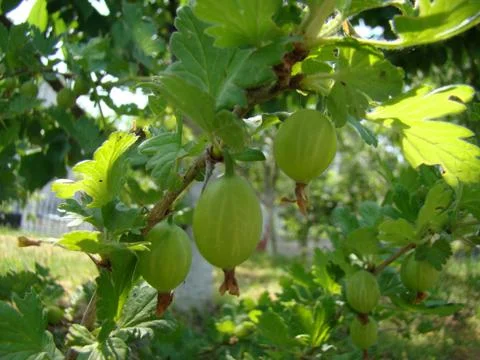 Gooseberry Stock Photos