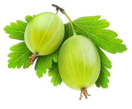 Gooseberry Stock Photos
