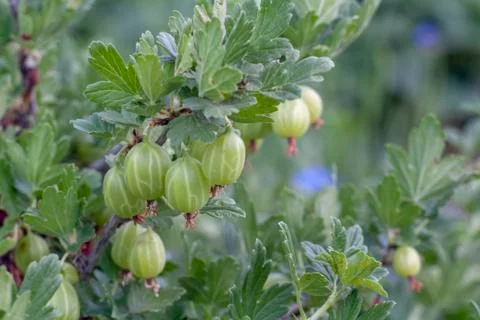 Gooseberry Stock Photos