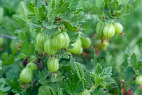 Gooseberry Stock Photos