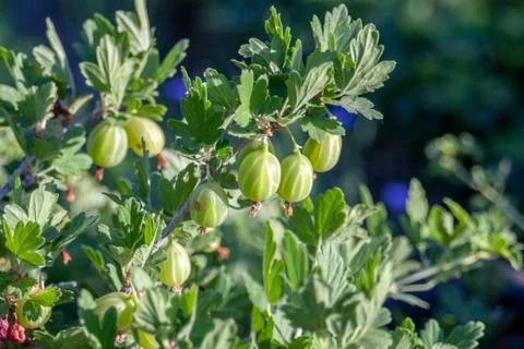 Gooseberry Stock Photos