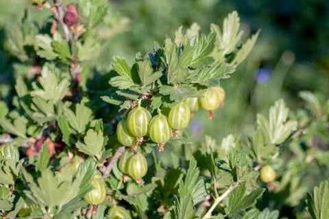 Gooseberry Stock Photos