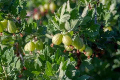 Gooseberry Stock Photos