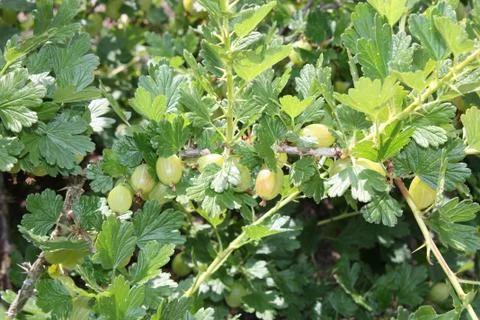 Gooseberry. Stock Photos