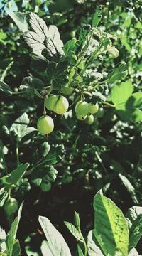 Gooseberry Foto stock