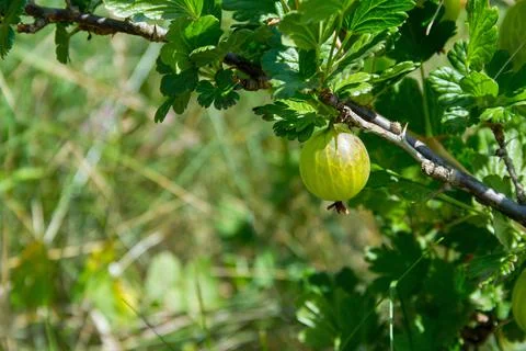 Gooseberry Stock Photos