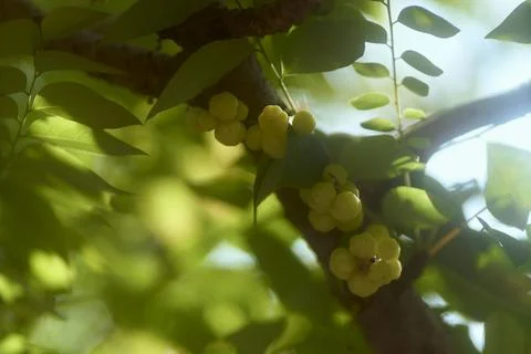Gooseberry Stock Photos