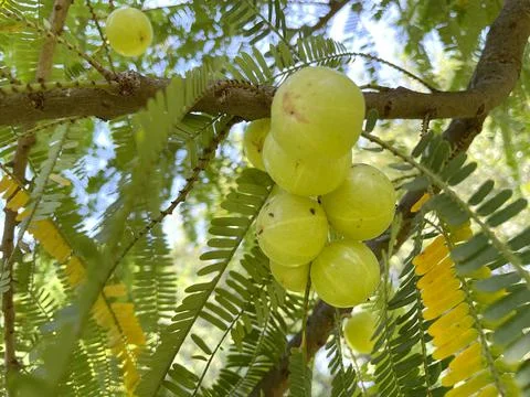 Gooseberry tree Stock-Fotos