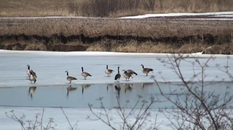 GooseFight Stock Footage 647208