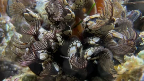 Gooseneck barnacles also known as leaf barnacles filter feeding in an Video stock 154414279