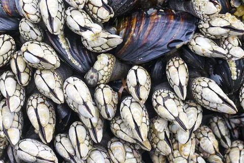 Gooseneck Barnacles in the Pacific Stock Photos