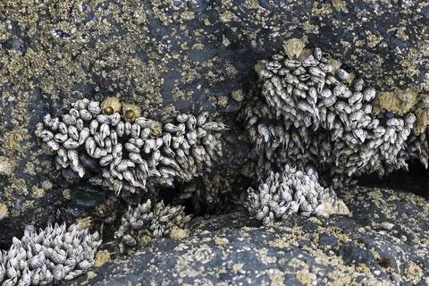 Gooseneck Barnacles in the Pacific Stock Photos