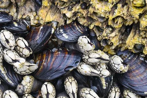 Gooseneck Barnacles in the Pacific Stock Photos