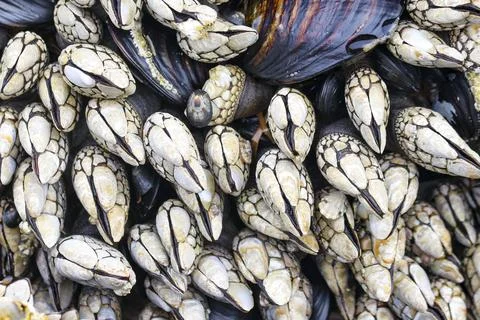 Gooseneck Barnacles in the Pacific Stock Photos