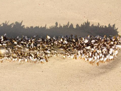 Gooseneck barnacles Stock Photos