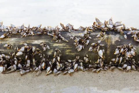 Gooseneck barnacles Stock Photos