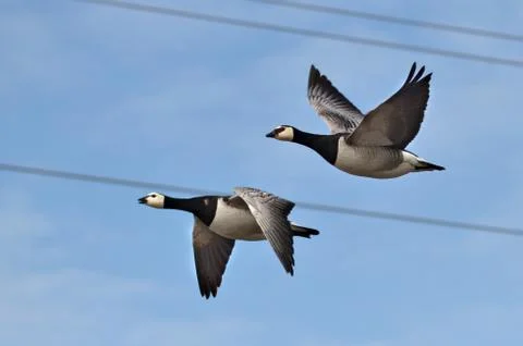 Gooses in the air Stock Photos