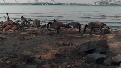 Gooses and ducks Video stock 159260588