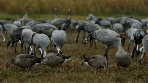 Gooses between cranes on a field | Gänse zwischen Kranichen auf dem Feld Stock Footage
