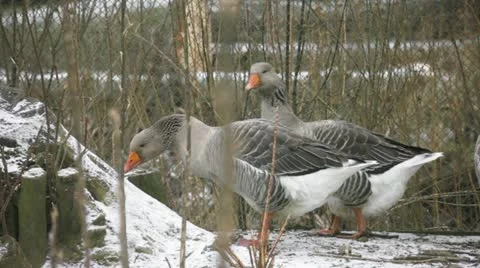 Gooses exploring snowy yard (farm in winter) Video stock 18830690