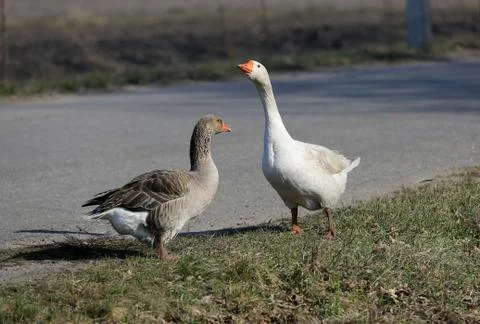 Gooses on farm Stock Photos