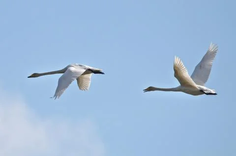 Gooses at flight Stock Photos