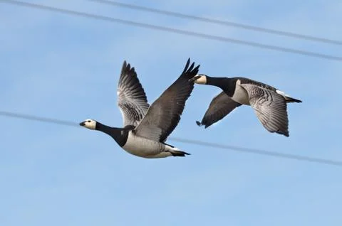Gooses fly Stock Photos