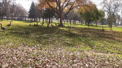 Goose's gathering Stock Footage 87133589