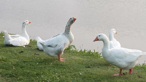 Gooses, Geese, Anser Stock Footage 30364055