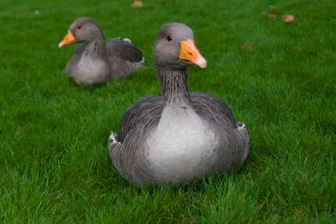 Gooses on the grass Stock Photos