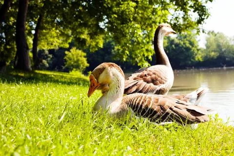 Gooses on the grass Stock Photos