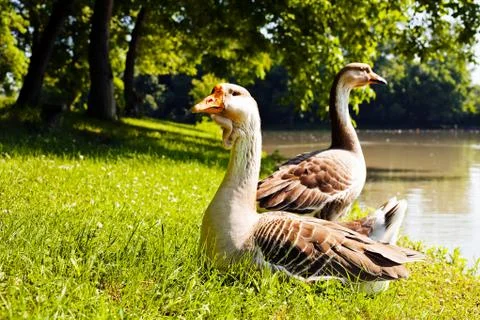 Gooses on the grass Stock Photos