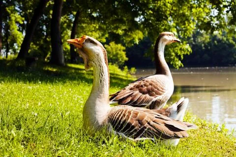 Gooses on the grass Stock Photos